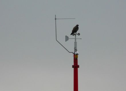 Un rapace si posa sulla coppa dell'anemometro, che quindi non può più misurare il vento. Immagine: MeteoSvizzera