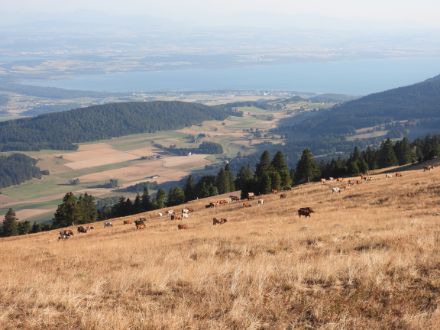 Figura 2: Pascoli secchi presso lo Chasseral nell’agosto 2022.