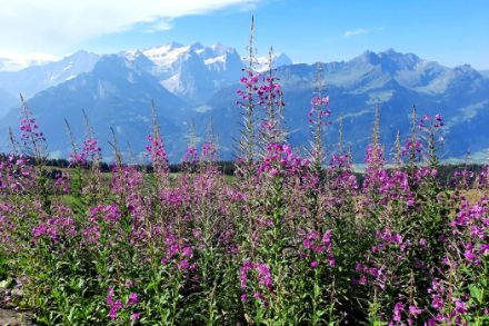 Fig. 4 Il garofanino maggiore ( o Epilobium angustifolium L.) fiorisce in agosto, soprattutto in montagna. I fiori sbocciano dal basso verso l'alto. Pertanto, boccioli, fiori e frutti possono essere trovati contemporaneamente su una pianta.  La pianta si trova in tutta la Svizzera e cresce su boschi radi, argini e ghiaioni rocciosi.  Foto: Regula Gehrig.