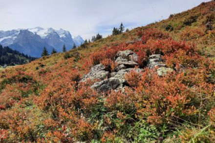 Fig. 6: In montagna, i colori autunnali si fanno lentamente strada con lo scolorimento dei mirtilli (foto scattata il 21 settembre a Hasliberg,  Foto: Regula Gehrig