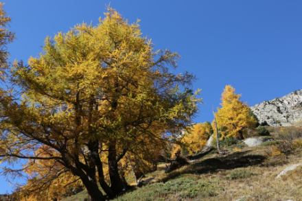 Fig. 3: In montagna i larici si colorano attorno alla metà di ottobre e alle basse quote alla fine di ottobre o addirittura in novembre. Foto: Regula Gehrig
