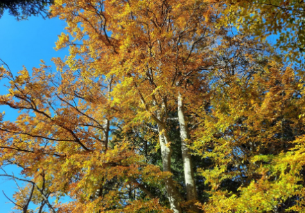 Albero di faggio con le foglie colorate di giallo/arancione.