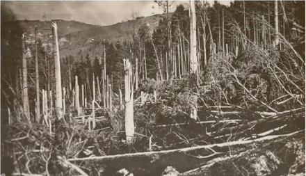 La tempesta di favonio del 4 e 5 gennaio 1919 è stata così violenta che in molti punti non si è verificata la caduta di alberi (alberi sradicati), bensì la rottura del tronco. Ciò richiede una velocità del vento molto elevata, anche superiore a 140 km/h.