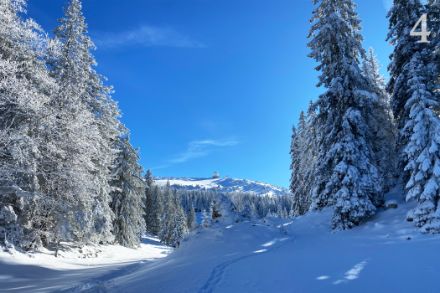 Un bosco innevato sullo sfondo di un cielo azzurro sfavillante.