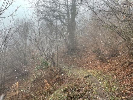 A inizio pomeriggio della giornata di lunedì il limite delle nevicate è gradualmente sceso fin sul fondovalle. Nell'immagine nevicata di neve bagnata a una quota di 1100 metri. Foto: L. Nisi