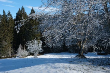 Foresta con prato innevato e un albero con galaverna.