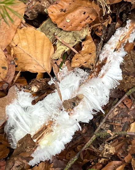 Legno a terra nel bosco, cui fuoriesce ghiaccio dall'aspetto fibroso.