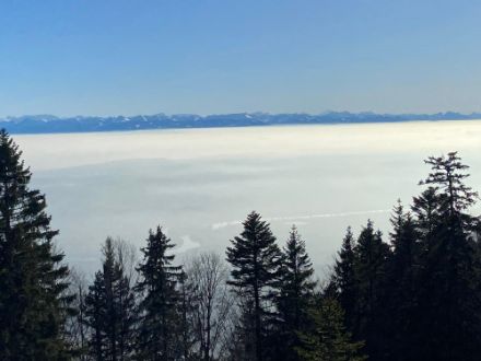 Nebbia alta questa mattina a Weissenstein b. Solothurn (Canton Soletta). La struttura superiore risulta meno "granulosa" rispetto agli strati formatisi questa mattina sul Ticino meridionale, in quanto mancano di convezione al loro interno. Fonte: Segnalazioni meteo tramite app di MeteoSvizzera. 