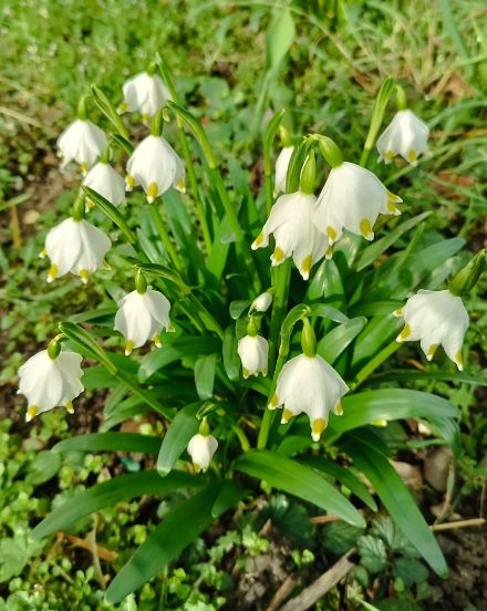 Campanella bianca, Leucojum album, simbolo di primavera, a Eschert BE il 22.02.2025. 