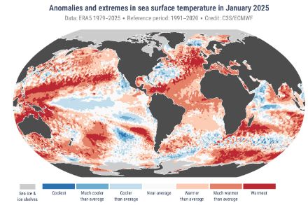 Carta mondiale della temperatura della superficie del mare nel mese di gennaio 2025. 