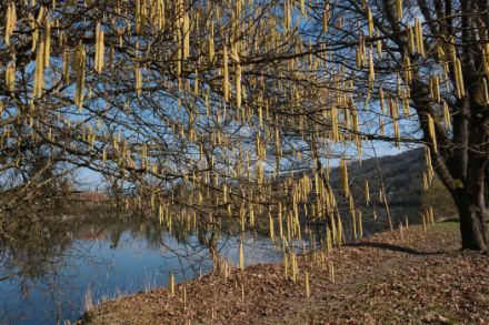  Fig. 4: Cespugli di noccioli in fiore il 16 febbraio sul Reno vicino a Laufenburg.  Foto: Regula Gehrig