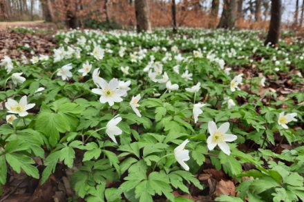 Fig. 6: Gli anemoni dei boschi ricoprono il suolo della foresta come un tappeto bianco di fiori.  Foto: 23 marzo 2025, Regula Gehrig.