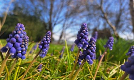Cipollacci, messaggeri della primavera a Granges (Veveyse). 