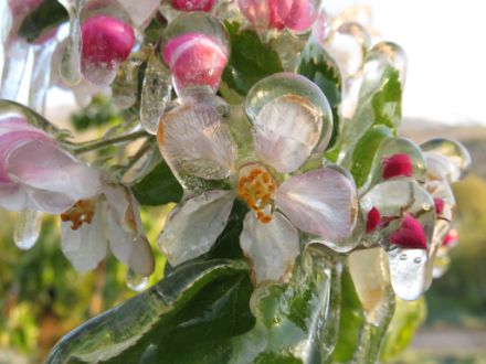 Fiore ricoperto da uno strato di ghiaccio - Vallese. Foto: Anick Haldimann. 