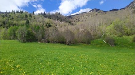 Immagine di un prato situato ad una quota di 1000 m slm, in alta Leventina, salendo di quota si trova il bosco con alcuni alberi già con le foglie e altri ancora spogli. Sullo sfondo, sopra la chiesa di Catto, il Monte Pettine (2'660 m slm) ancora innevato. 