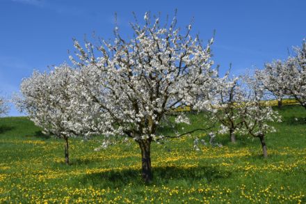 Fioritura dei ciliegi e dei denti di leone.