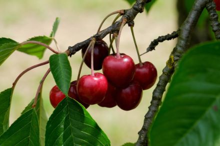 Ciliege rosse