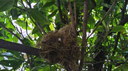 Fig. 6: Il nido in una posizione più naturale, ma ormai probabilmente compromesso.