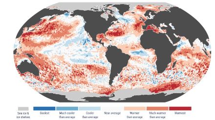 Fig. 5: anomalie della temperatura superficiale del mare ed estremi per il giugno 2025. Le categorie colorate si riferiscono ai percentili delle distribuzioni di temperatura per il periodo di riferimento 1991-2020. Le categorie estreme (“Il più freddo” e “Il più caldo”) si basano sulle classifiche per il periodo 1979-2024. I valori sono calcolati solo per gli oceani privi di ghiaccio. Le aree coperte da ghiaccio nel giugno 2025 sono indicate in grigio chiaro 