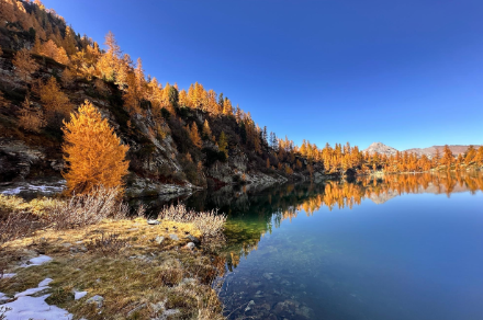 Larici dalle tipiche colorazioni autunnali - zona di Cimalmotto - Fonte: segnalazioni meteo app MeteoSwiss