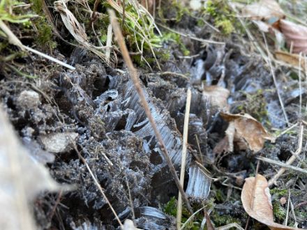 Fig. 5. Aghi di ghiaccio nel terreno. In terreni con importante presenza di acqua nello strato superficiale quando la temperatura dell’aria è inferiore agli 0 °C, l’acqua può fuoriuscire dai pori del terreno, dando vita a fragili aghi di ghiaccio che possono raggiungere anche alcuni centimetri di lunghezza. Foto: L. Nisi.