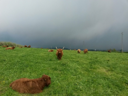 Foto di nuvole scure nel cielo sovrastante manzi scozzesi al pascolo.
