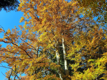 Immagine di un faggio in autunno.
