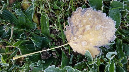 Cristalli di brina (sui bordi) e gocce di pioggia gelate (al centro) su una foglia di pioppo.