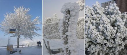 Tre immagini di calabrosa, che si forma su alberi, cespugli e cartelli stradali.