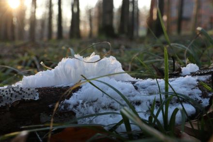 Capelli di ghiaccio nel bosco di Sihl, 7 febbraio 2023. 