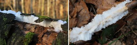 Capelli di ghiaccio nel bosco di Sihl, 7 febbraio 2023. 