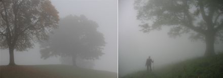 Due immagini in cui si possono intravedere alcuni alberi avvolti da una nebbia fitta.