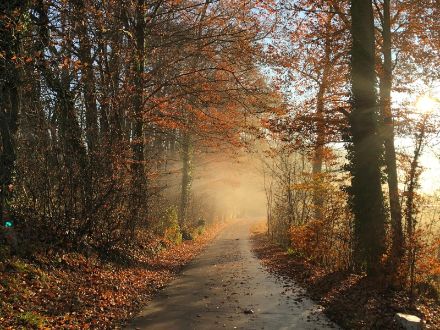 Quando la temperatura dell’aria raggiunge il punto di rugiada, il vapore acqueo presente condensa in goccioline e si forma, ad esempio, della nebbia, come qui nei dintorni di Fétigny (FR) nel novembre 2018. © V. Meunier 