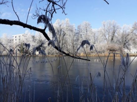 Immagine di uno stagno ghiacciato circondato da canne e alberi con brina.