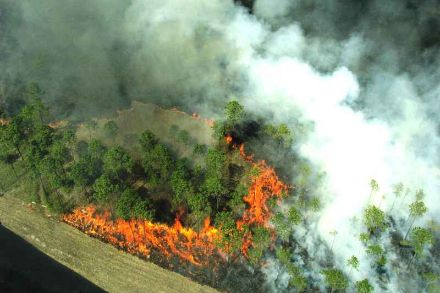 Incendio di boschi: fonte: https://pixnio.com/fr/divers/feu-flames-images/vue-de-la-plan-on-the-forest-le-feu