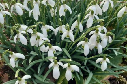 Bucaneve in fiore
