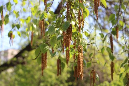 Amenti di betulla dai quali fuoriesce il polline. A sud delle Alpi è già iniziata la stagione dei pollini di betulla. 