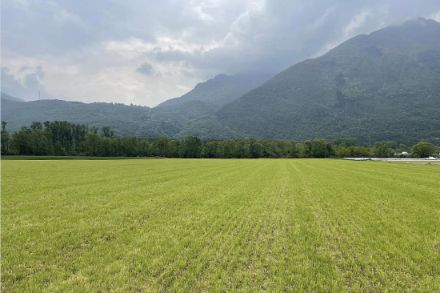 Prati ben innaffiati negli scorsi giorni sul Piano di Magadino