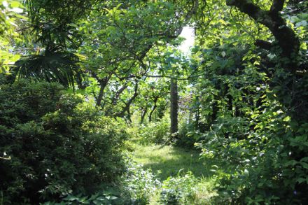 Il periodo di fioritura di molte specie è ormai alle spalle e anche il nostro giardino fenologico tende ormai inesorabilmente al verde. 