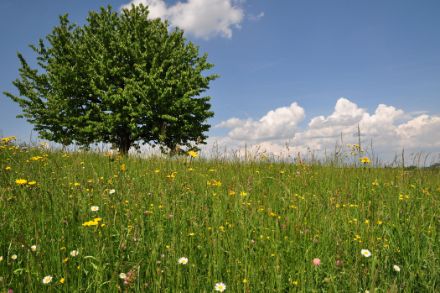 Prato in fiore.