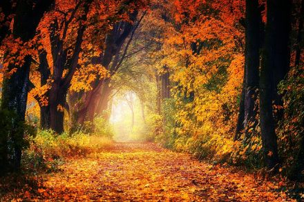 jplenio, Pixabay