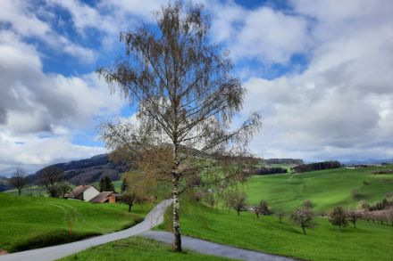 La lunga serie di misurazioni dei pollini mostra come il conteggio dei pollini in Svizzera sia cambiato con il cambiamento climatico. La stagione dei pollini inizia sempre più presto e ora stiamo misurando concentrazioni di polline più elevate degli alberi rispetto al passato. (Foto: R. Gehrig)