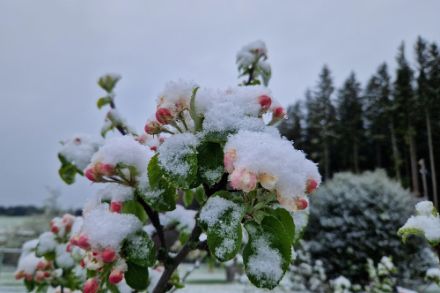 Fiori di melo ricoperti di neve, ripresi a Oberuzwil, nel canton San Gallo