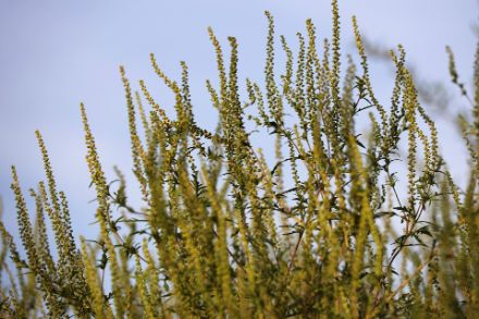 I cambiamenti climatici hanno molteplici conseguenze Uno di questi è la diffusione di piante invasive e altamente allergizzanti, come l'ambrosia. Foto: Pixabay. 