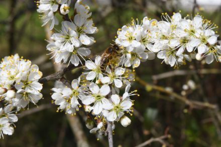 Prugnolo selvatico in fiore il 22 marzo (Foto Regula Gehrig)