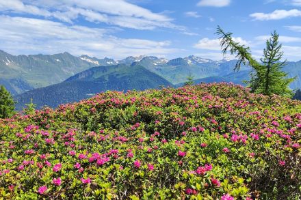 Estate in Alta Leventina, immagine con rose delle Alpi, su un panoramam alpino