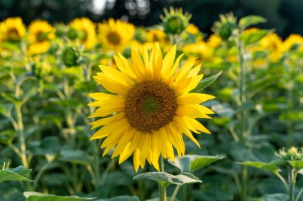 Il girasole, un soggetto fotografico tipico dell'estate piena. Foto: Patrick Stierli