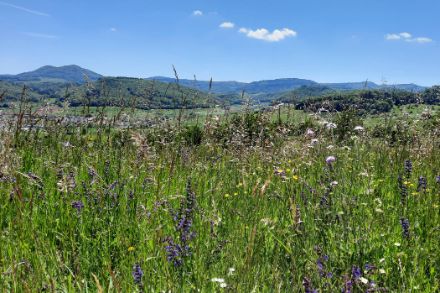 Prato in fiore. Foto: Regula Gehrig