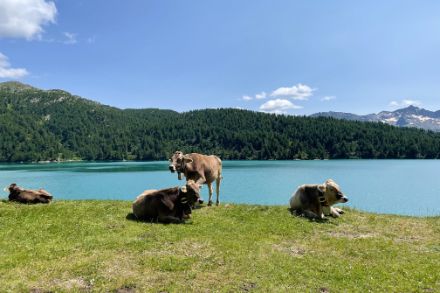 Mucche sotto il sole vicino al lago del Ritom il 26 luglio 2024. Foto: L. Nisi.