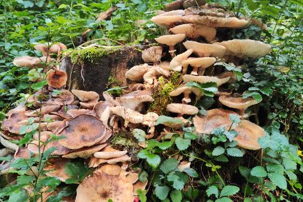 Nei nostri boschi i funghi non mancano